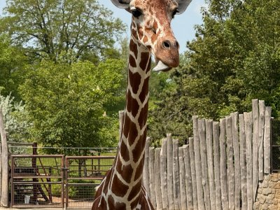 Městský azylový dům pro ženy v ZOO Dvůr králové